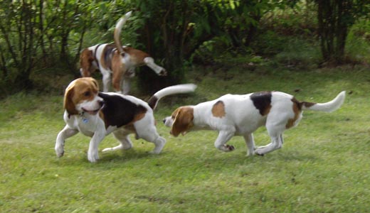 Beagle Nordberd hat Olga zu lange gereizt ...